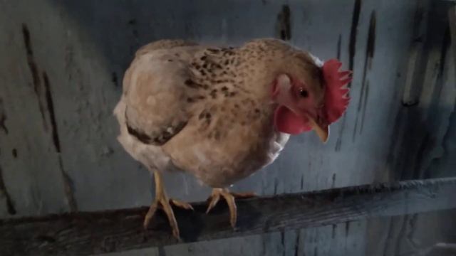 Доминант дс 202 золотой (зелёное яйцо) или........? Подскажите кто таких держит. смотреть онлайн