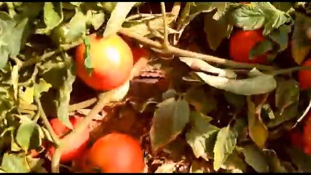 Ред Пак F1 - красный дет для открытого грунта от Rijder Seeds. смотреть онлайн