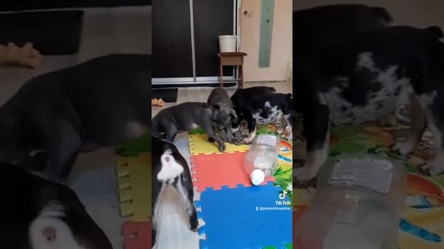 Лилак , лилак мерле , шоко тан мерле щенки французского бульдога смотреть онлайн