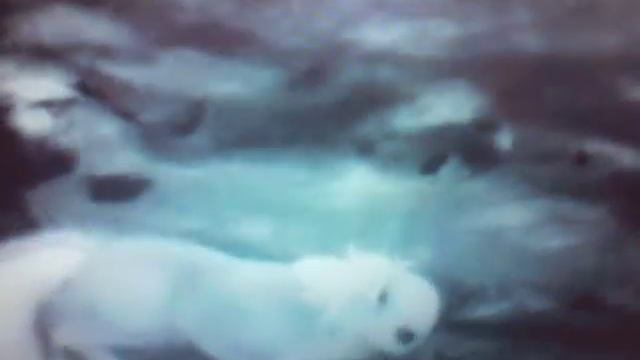 Альфа и Омега #4 смотреть онлайн