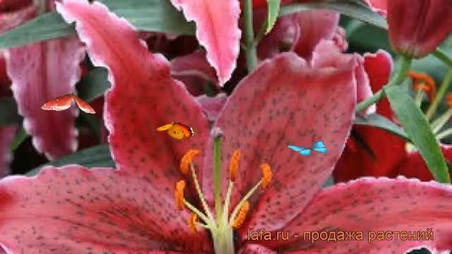 Лилия восточная Блэк Белт ? обзор: как сажать, луковицы лилии Блэк Белт смотреть онлайн