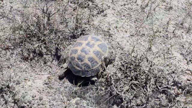 Черепаха в пустыне Казалинского района смотреть онлайн