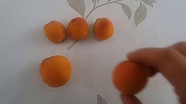 Чем отличается абрикос от урюка смотреть онлайн