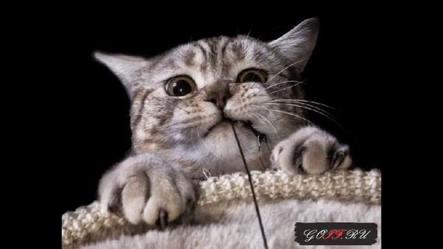 Милые Животные ;)э смотреть онлайн