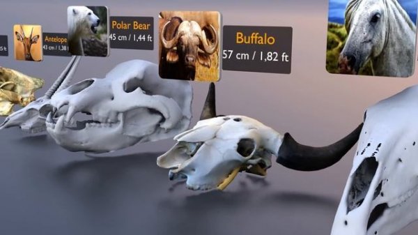 Skull size comparison | the bloop Skull | el gran maja Skull | Animal Skull | Monster Skull
