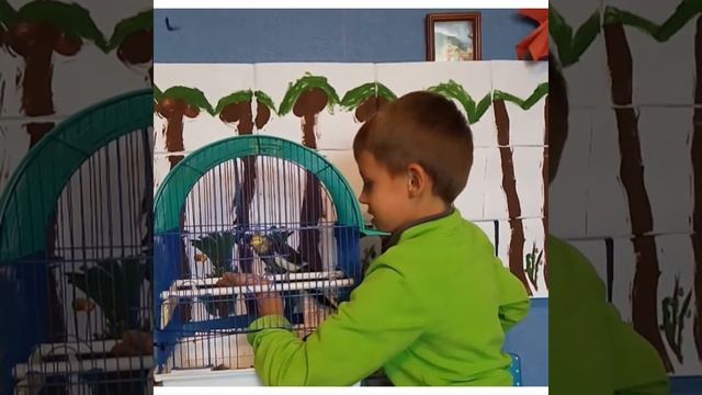 Корелла ест с руки. Чем кормить кореллу. Корелла кушает. Попугай корелла. Как ухаживать за кореллой смотреть онлайн