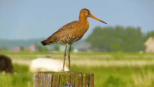 Bird flies 7,500 miles nonstop, breaking world record смотреть онлайн