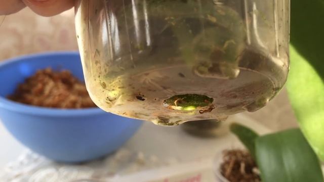 Нарастить корни у орхидеи во мхе, Дикий Персик, Мандала.. смотреть онлайн