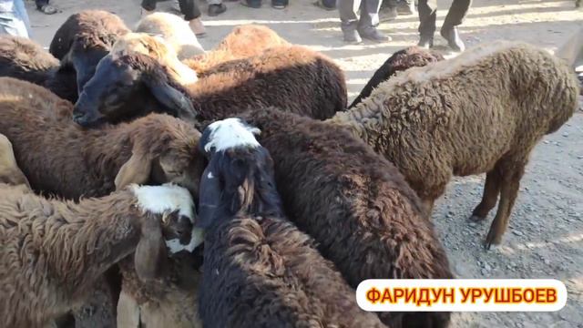 Молбозори Мужун нархо имруз....