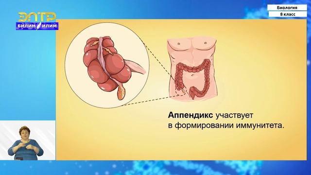 8-класс | Биология | Пищеварение в желудке и кишечнике. Всасывание. Гигиена органов пищеварения