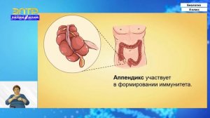 8-класс | Биология | Пищеварение в желудке и кишечнике. Всасывание. Гигиена органов пищеварения