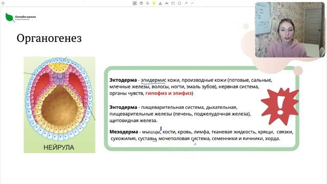 Эмбриогенез смотреть онлайн