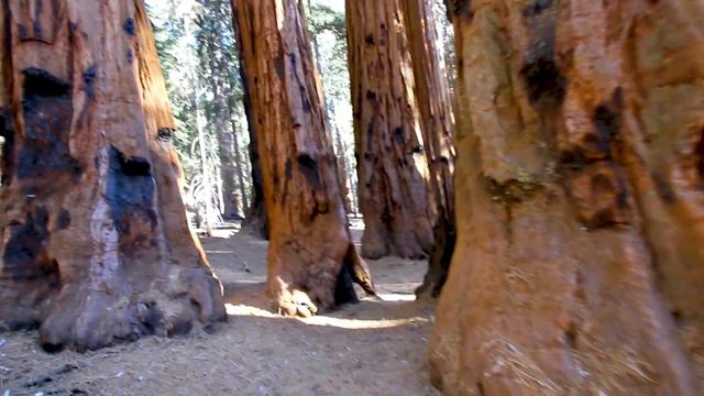 BIGGEST TREE In The WORLD Is The General Sherman Tree!