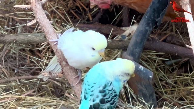 BIRD BREEDING Update | Finches | Softbills | Canary | Bird Aviary | S2:Ep17