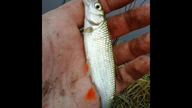 Рыбалка 9 ноября.(река Кшень.) Слайд-шоу. смотреть онлайн