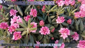 Самые лучшие цветущие кустарники. Красивые рододендроны и азалии