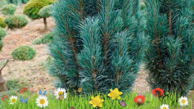 Сосна обыкновенная Фастигиата ? Обзор: посадка и уход. саженцы, крупномеры: описание и особенности