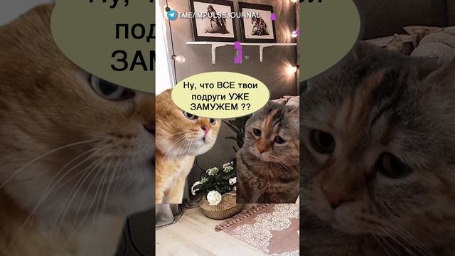 Тебе уже за 30 #мыкотики #вмем #разговор #анекдот #шутки #кот #юмор #смешное #прикольно #мемы #cat смотреть онлайн