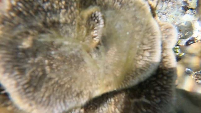 Под океаном. Не профессионально. 4 смотреть онлайн