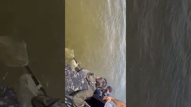 Огромного сазана поймали рыбаки в центре Астрахани смотреть онлайн