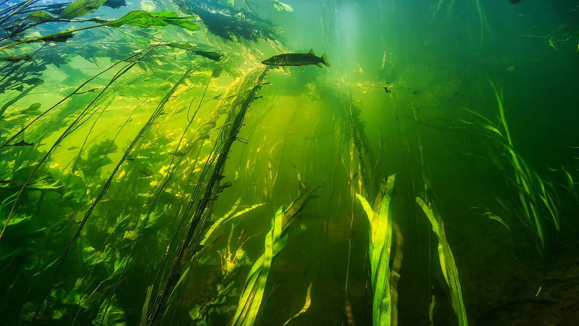Жизнь речных обитателей под водой. смотреть онлайн