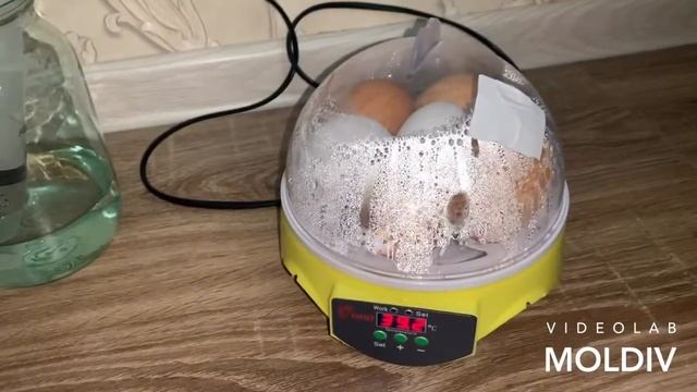 Мини инкубатор на 7 яиц с алиэкспресс. Попытка 2 смотреть онлайн