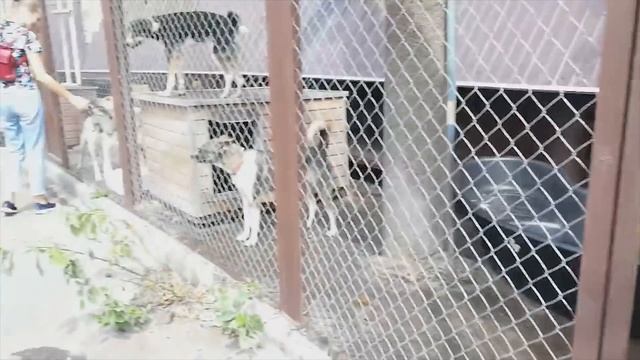 Приют фонда "Сострадание". Нижний Новгород. смотреть онлайн