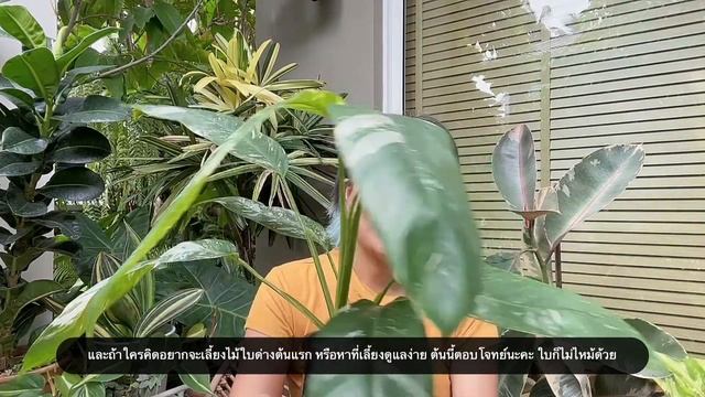 Epipremnum Giganteum Variegated смотреть онлайн