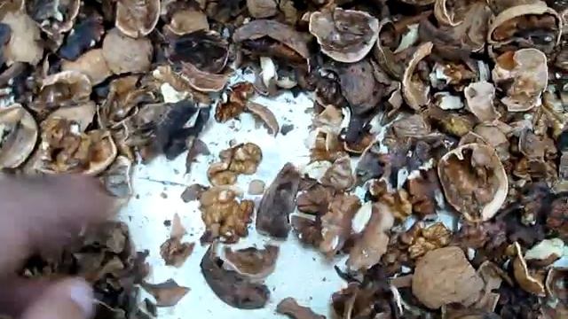 Линия по лущению грецких орехов смотреть онлайн