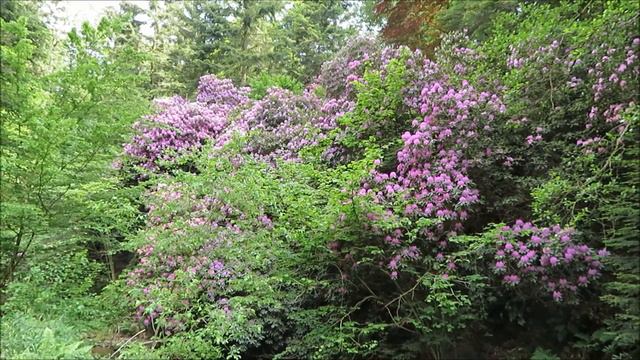 Der Geroldsauer Wasserfall und die Rhododendrenblüte im Schwarzwald смотреть онлайн