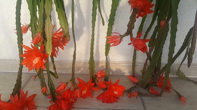 Atlas Çiçeği - Эпифиллум (лат. Epiphyllum ) Филокактус смотреть онлайн