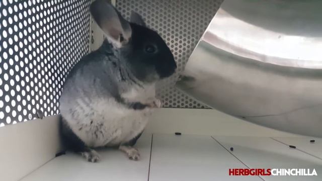 [HERBGIRLSCHINCHILLA] LAVENDER, the Black Velvet Chinchilla, going hyper. смотреть онлайн