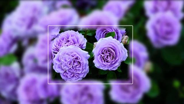 Мелодия цветов смотреть онлайн