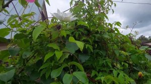 Клематис Se No Kaze. 2 группа обрезки.