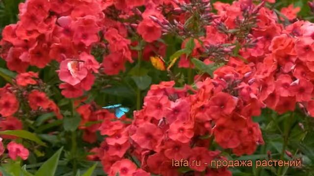 Флокс метельчатый Джулиглут (phlox paniculata) ? обзор: как сажать, рассада флокса Джулиглут смотреть онлайн