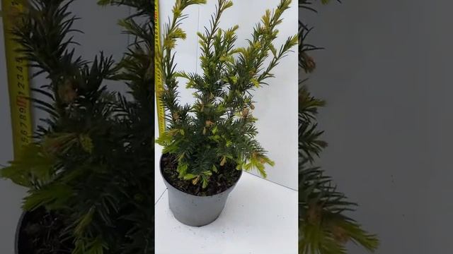 Тис Хилли 40+ См смотреть онлайн