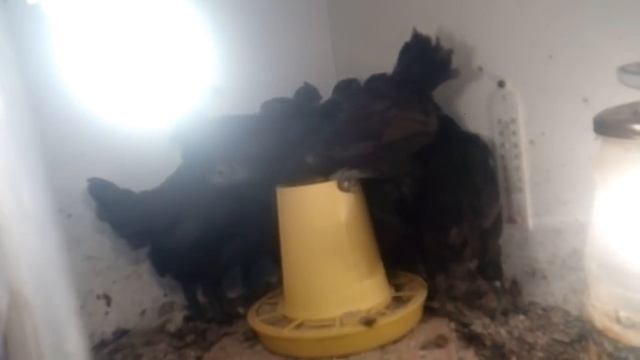 ВЕС БРОЙЛЕРОВ В 7 ДНЕЙ, дом, теплица смотреть онлайн