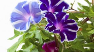 Зачем запретили ипомею?