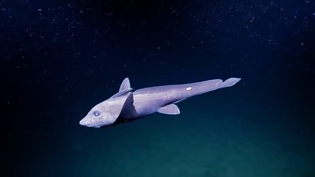 Глубоководная химера. Ближайший родственник акул! Это интересно знать! смотреть онлайн