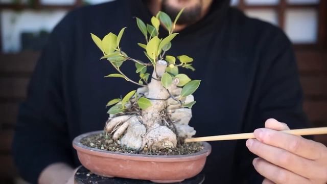 Ficus en Paredes - Idea de Diseño смотреть онлайн