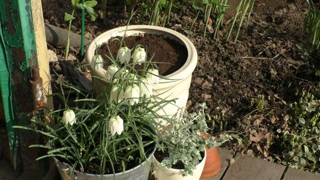 САДОВЫЙ АРХИВ 05.05.19. Ч3 Луковичные в контейнерах смотреть онлайн