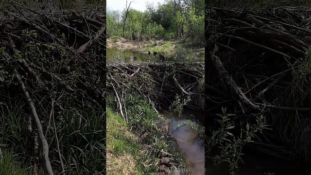 Бобры прямо в деревне построили плотину смотреть онлайн