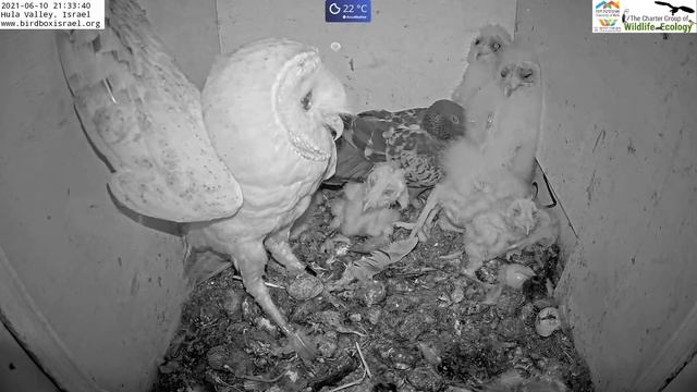 Barn owl Mom fights pigeon next to her 7 barn owl nestlings| Barn Owl Israel Cam 3| תנשמת |10.6.21 смотреть онлайн