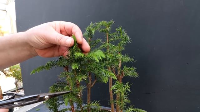 My Norfolk Island Pine Forest and Dragon Tree Seeds, The Bonsai Zone, March 2022 смотреть онлайн