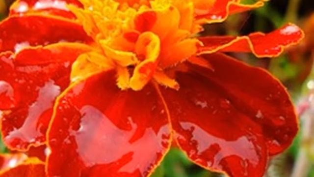 Капли дождя.wmv смотреть онлайн