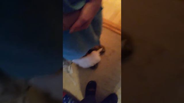 Богданчику подарили СОБАЧКУ!!! Дали имя Моцарт смотреть онлайн