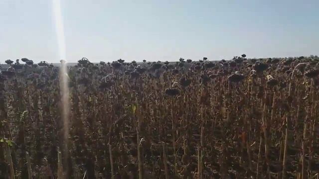 Что лучше ПАХОТА или ГЛУБОКОРЫХЛЕНИЕ под весенний посев подсолнуха??? смотреть онлайн