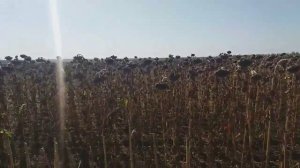 Что лучше ПАХОТА или ГЛУБОКОРЫХЛЕНИЕ под весенний посев подсолнуха???