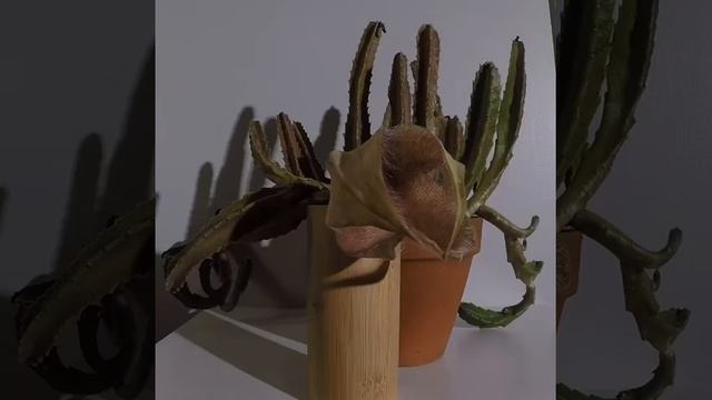 Blooming Stapelia Gigantea