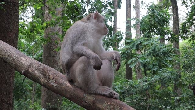 Wild Monkey Video 2023, little cute monkey смотреть онлайн